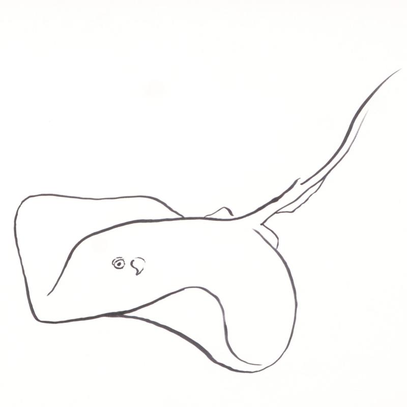 Stingray Sketch at Explore collection of Stingray
