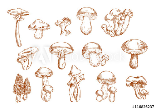 500x354 Edible Mushrooms Sketches For Food Design - Stock Sketches
