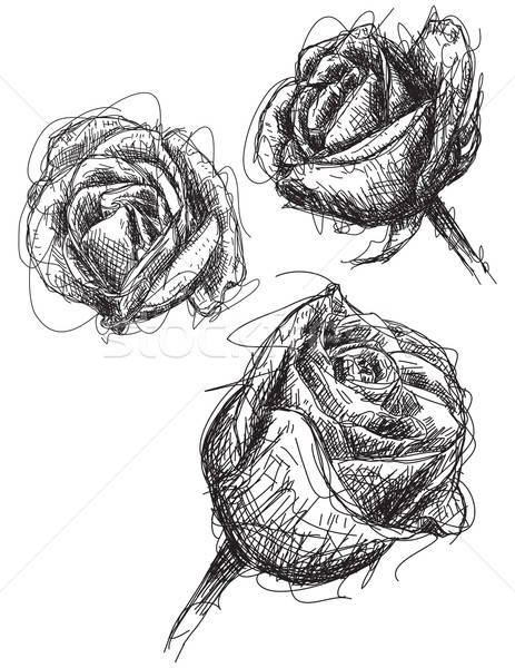 463x600 Rose Sketches Vector Illustration Zackery Blanton (Retrostar - Stock Sketches