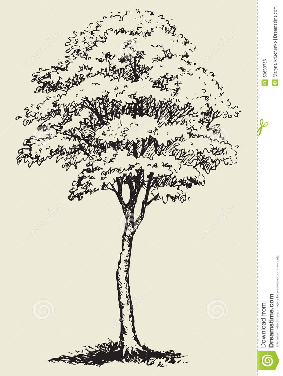 977x1300 Big Tree.vector Sketch Stock Vector - Stock Sketches