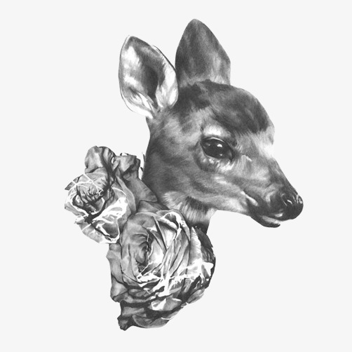 502x502 Deer Sketches Stock Image Avatar, Fawn, Black And White, Sketch - Stock Sketches
