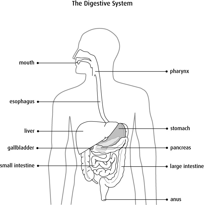 706x710 Anatomy And Physiology Of The Stomach - Stomach Sketch