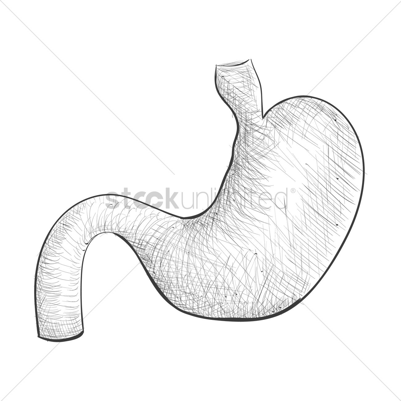 1300x1300 Stomach Vector Image - Stomach Sketch