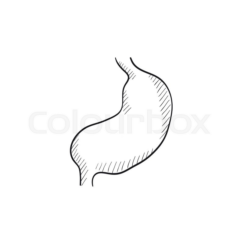 800x800 Stomach Vector Sketch Icon Isolated On Background. Hand Drawn - Stomach Sketch