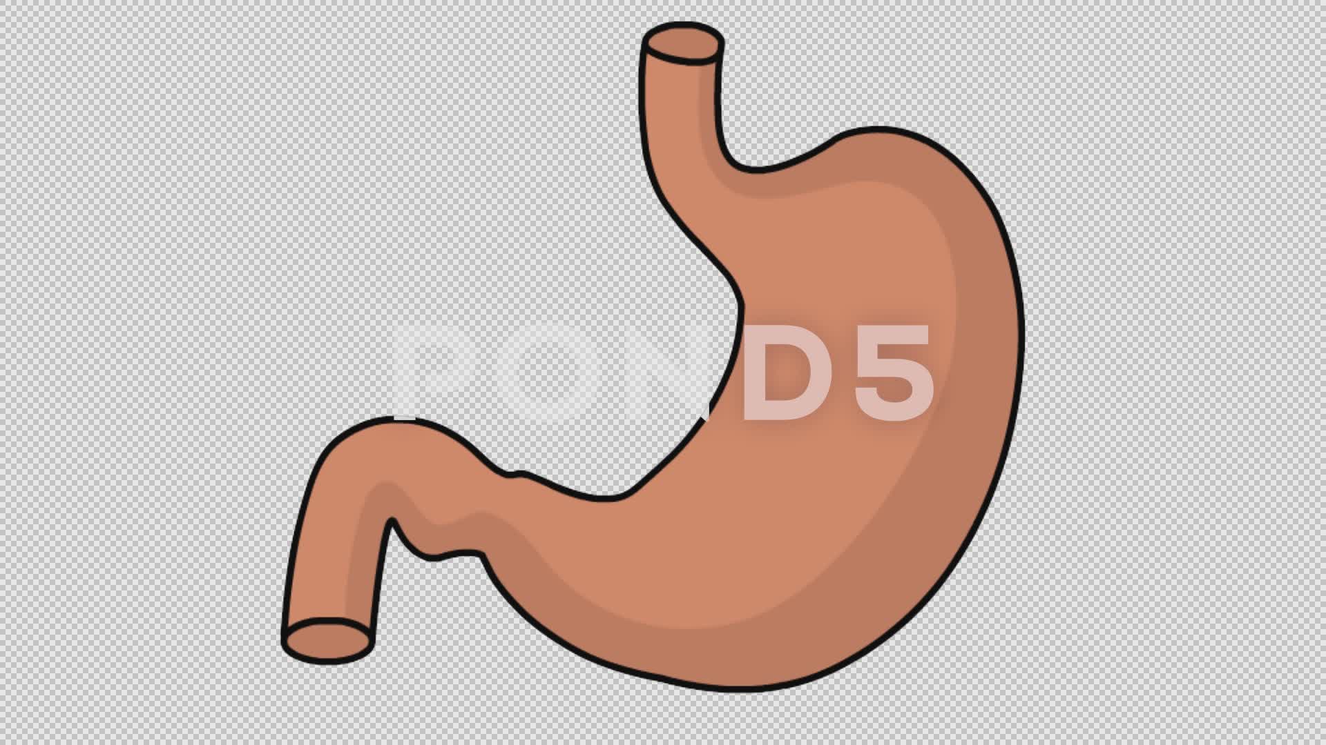 1920x1080 Video Stomach Medical Sketch Illustration Hand Drawn Animation - Stomach Sketch