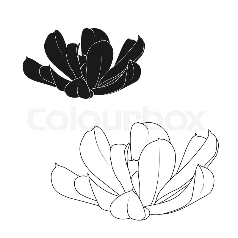 800x800 Echeveria Runyonii Sedum Succulent Stone Rose Rosette Flower - Stone Sketch