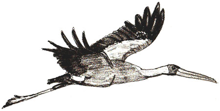 450x228 How To Draw A Stork - Stork Sketch