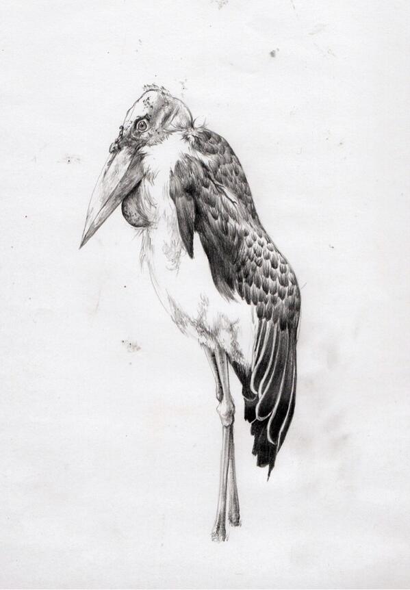 Stork Sketch at PaintingValley.com | Explore collection of Stork Sketch