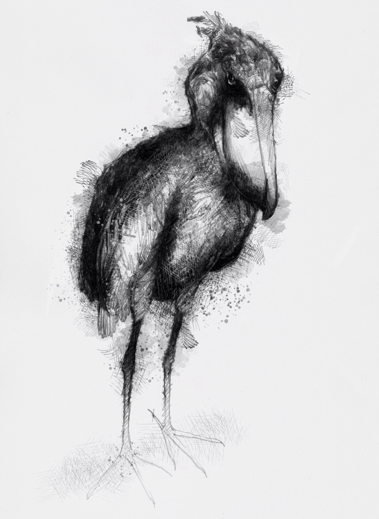 748x1024 Shoebill Stork - Stork Sketch