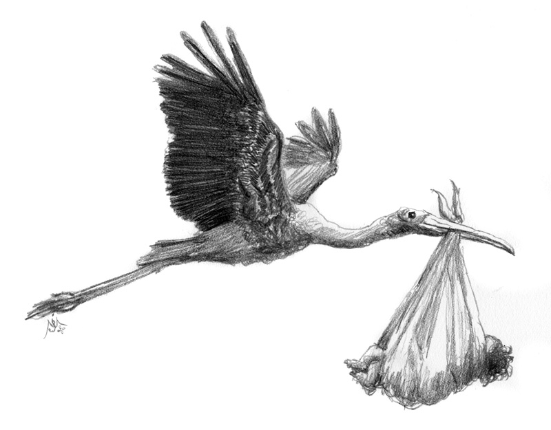 800x625 Stork Jef Murray Studios - Stork Sketch
