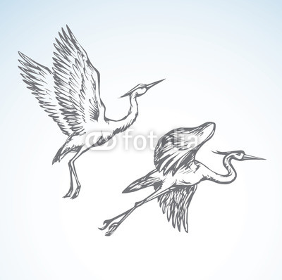 400x398 Stork. Vector Drawing Buy Photos Ap Images Detailview - Stork Sketch