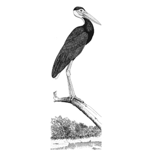 300x300 Stork Sketch By Mechabird - Stork Sketch