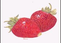 200x140 Unique Sketch Pad Brown Paper Best Drawing Book - Strawberry Pencil Sketch