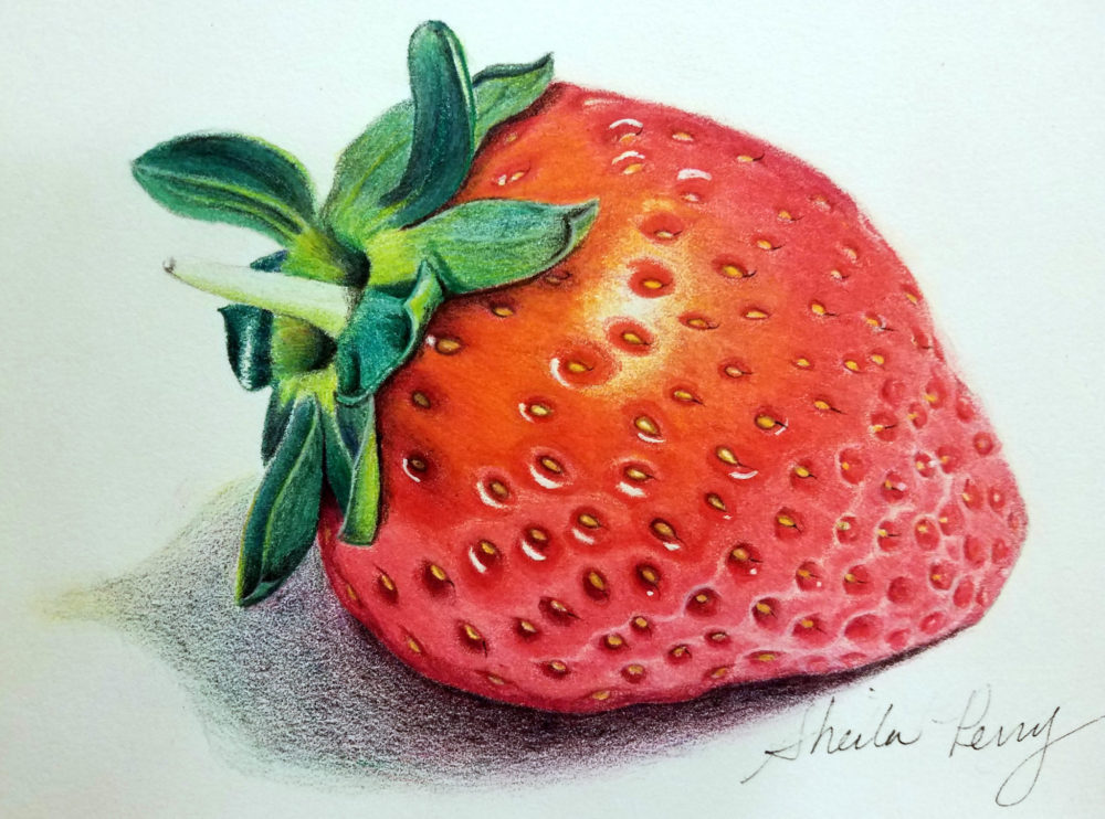 Strawberry Pencil Sketch At Paintingvalley Com Explore Collection Of