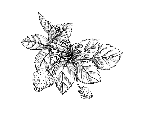 582x478 Shortcake Wild Strawberry Drawing Sketch - Strawberry Shortcake Sketch