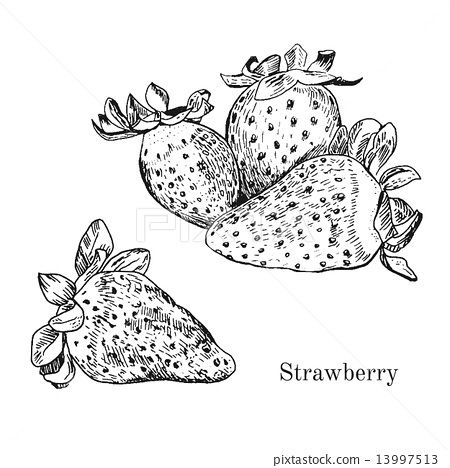 450x468 Hand Drawn Strawberry Ink Sketch. - Strawberry Sketch