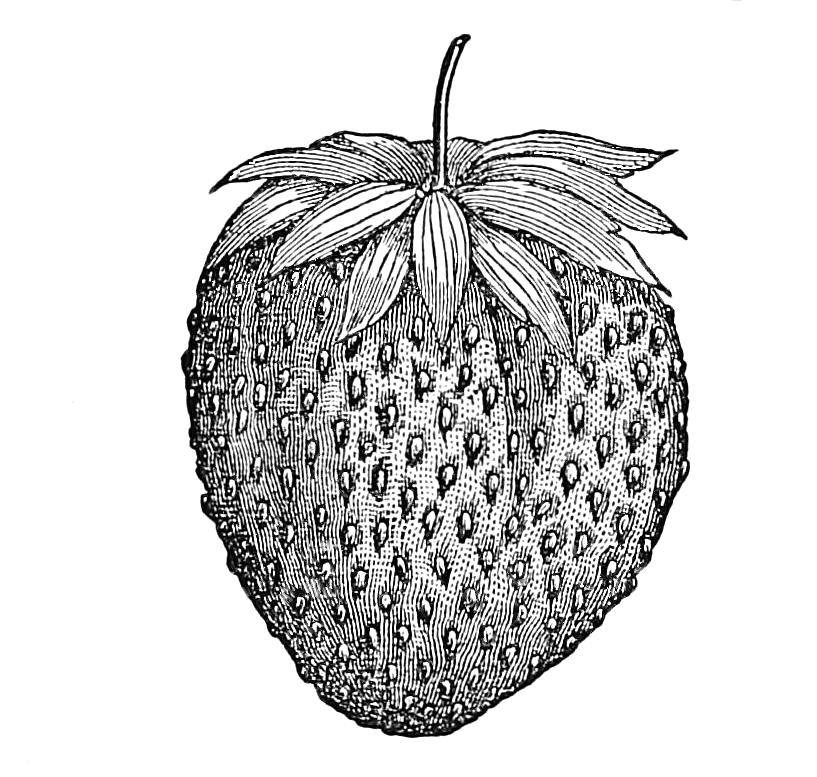 817x777 Vintage Advertising Image Amp Strawberry Drawing From 1867 - Strawberry Sketch