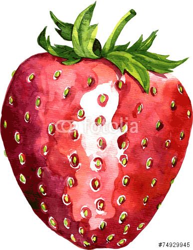 387x500 Strawberry Drawing - Strawberry Sketch