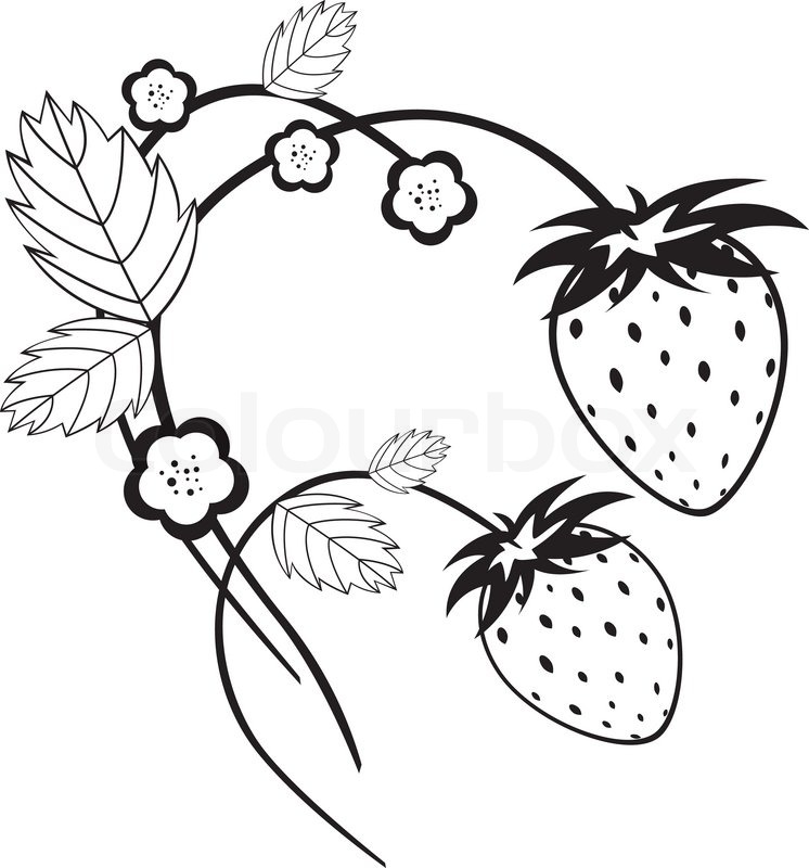 746x800 Strawberry Clipart Sketch - Strawberry Sketch Images