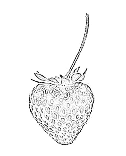403x500 Strawberry Fruit Sketch - Strawberry Sketch Images