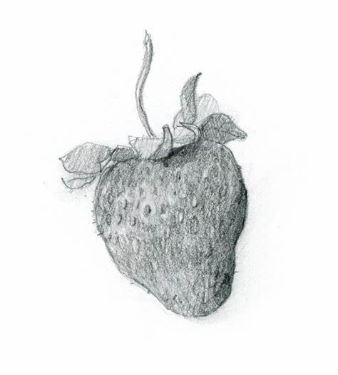 474x526 Strawberry Sketch Pencil. Farm Shop Leicester Leicestershire - Strawberry Sketch Images