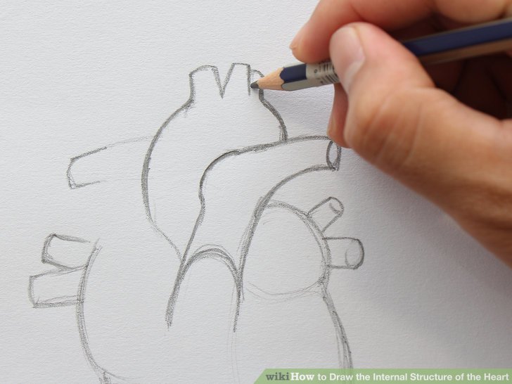 728x546 How To Draw The Internal Structure Of The Heart (With Pictures) - Structure Sketch