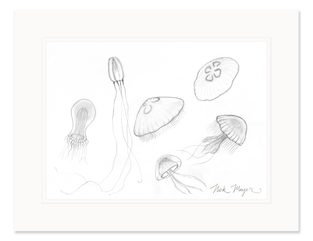 1024x788 Jellyfish Study Original Pencil Sketch Nick Mayer Art - Study Sketch