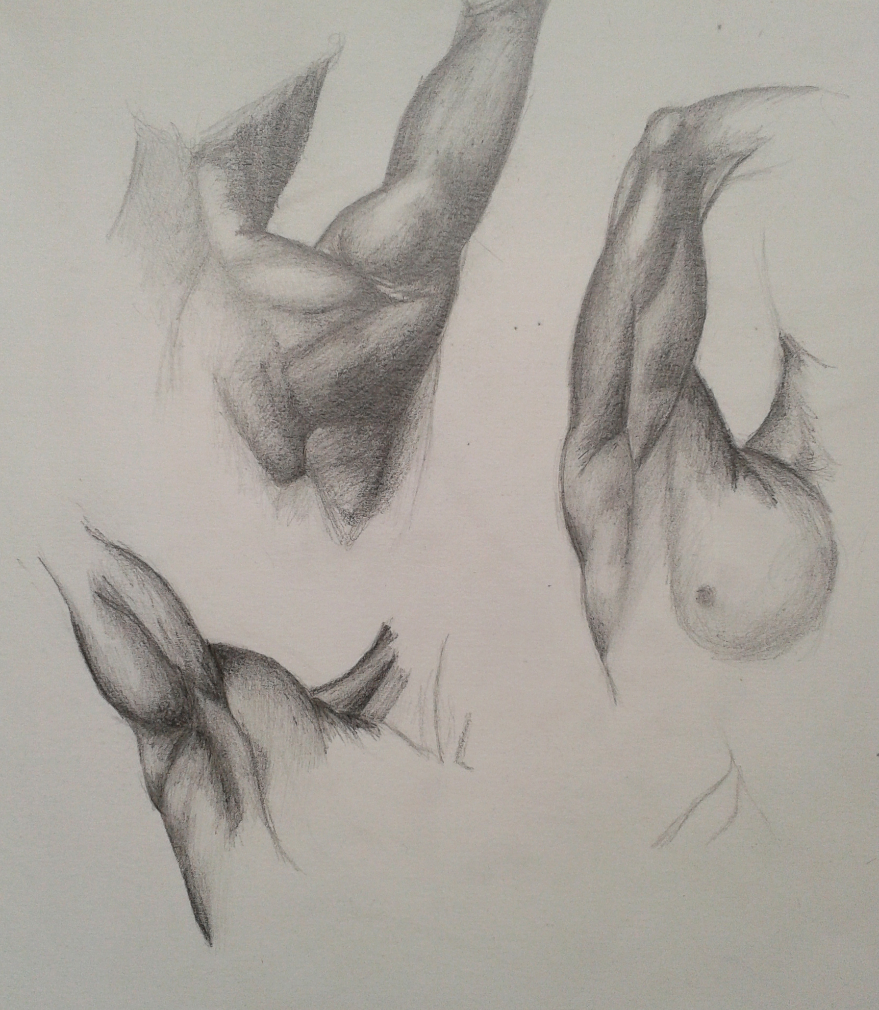 1793x2060 Sketchbook Life Drawing, Anatomy Sketch From Studying An Anatomy - Study Sketch