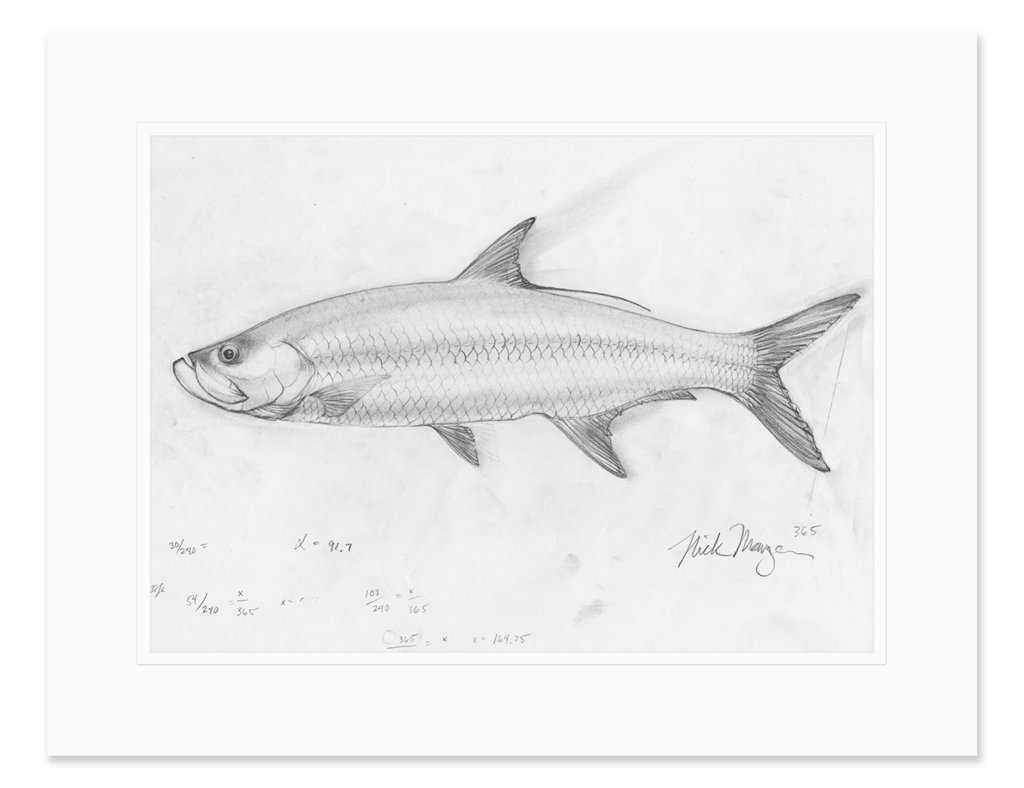 1024x788 Tarpon Study Original Pencil Sketch Nick Mayer Art - Study Sketch