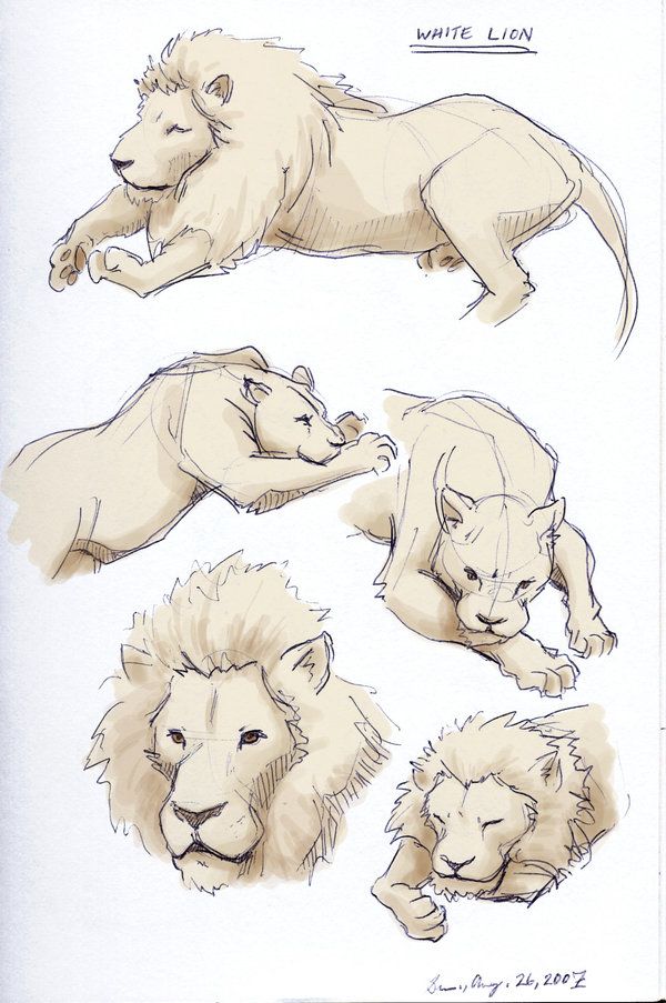 600x903 White Lion Sketches - Study Sketch
