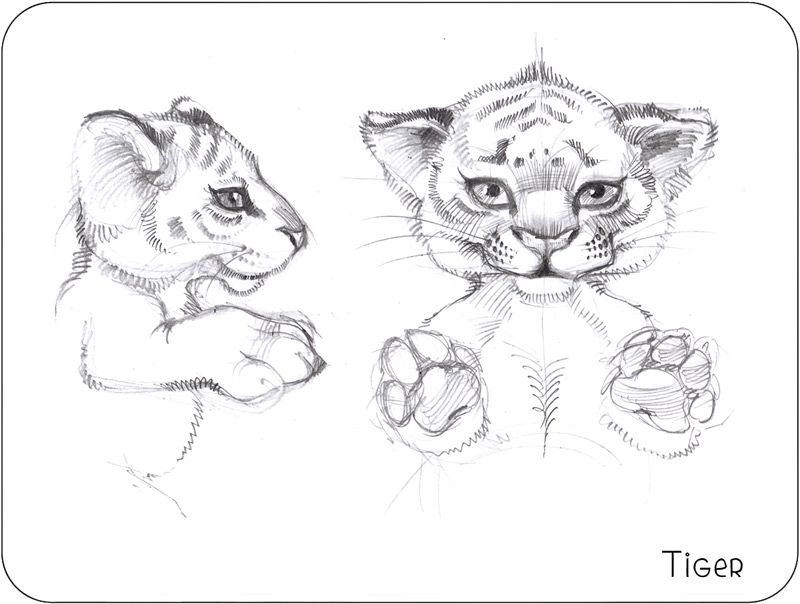 800x604 Baby Animal Sketches This Tiger Cub Sketch Is Made To Help - Stuffed Animal Sketch