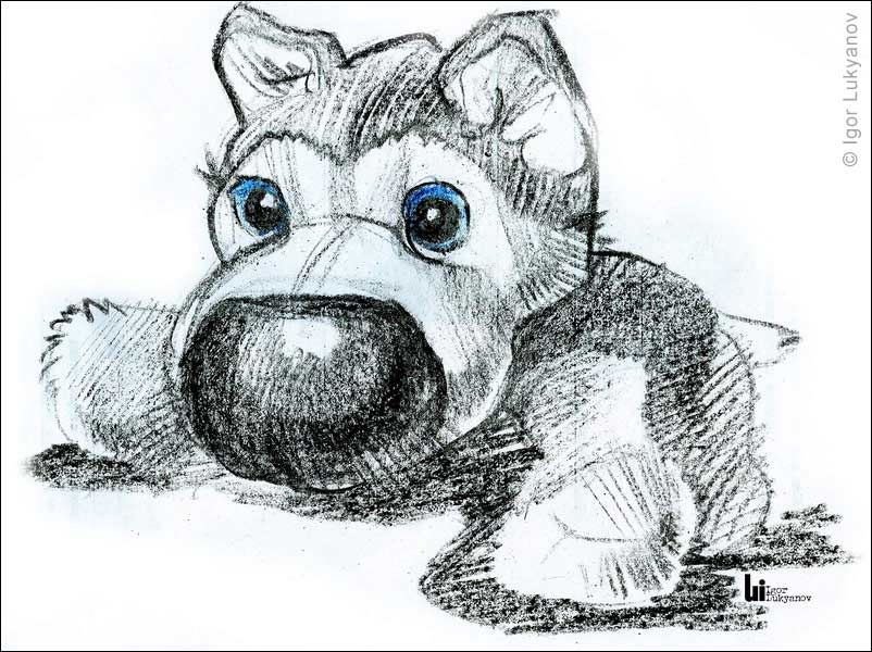 802x600 Cartoon Animal Sketch Stuffed Toy Puppy Sketch Drawing Things - Stuffed Animal Sketch