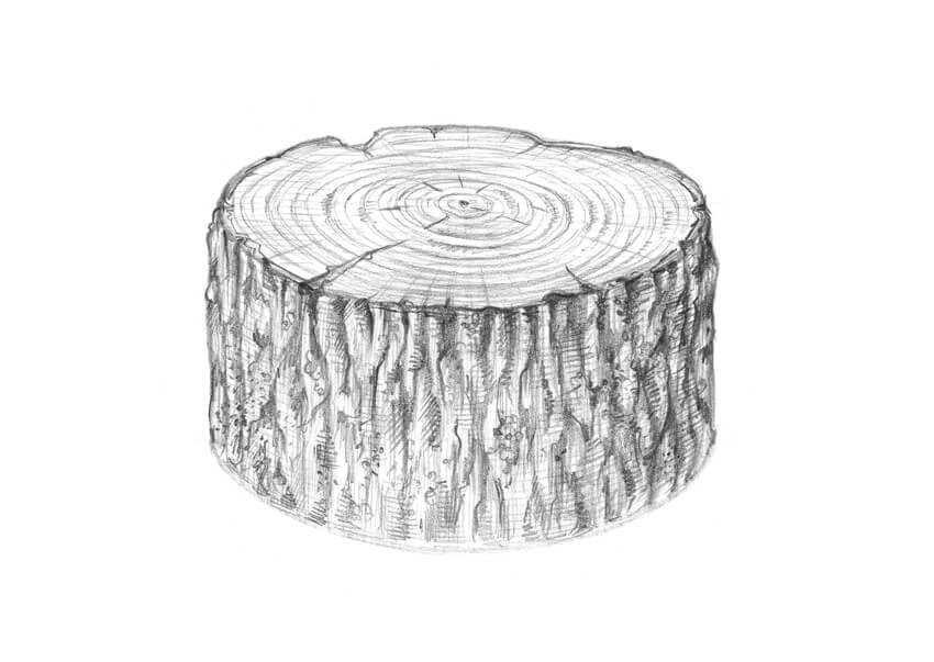 850x603 How To Draw A Tree - Stump Sketch
