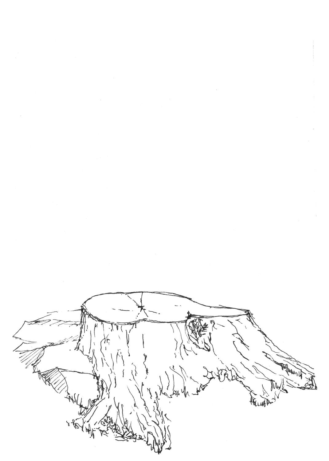 1071x1500 Ink Sketch Of A Tree Stump - Stump Sketch