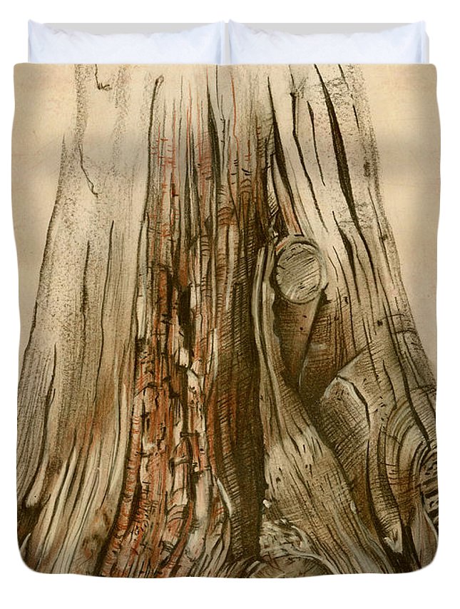 645x853 Old Tree Stump - Stump Sketch