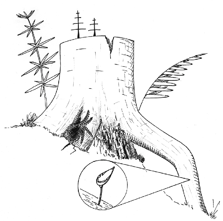 781x774 Sketch Of A Stump Inhabited By Buxbaumia Viridis, Zakopane, July - Stump Sketch