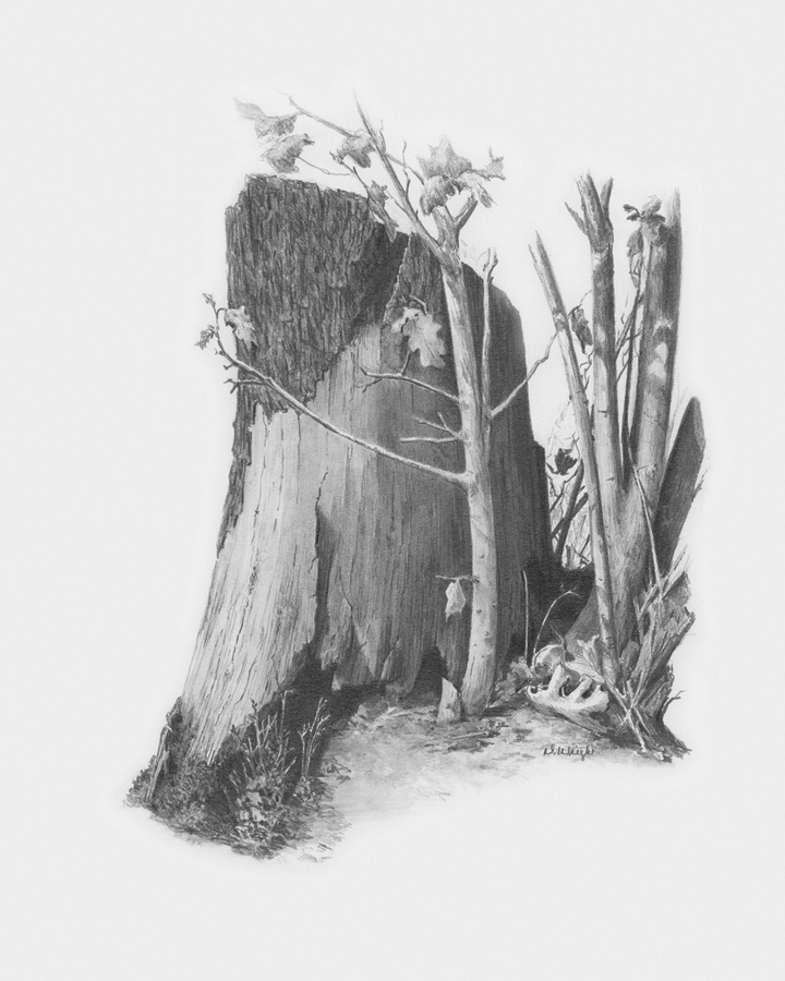 720x900 Tree Stump Sketching Art - Stump Sketch