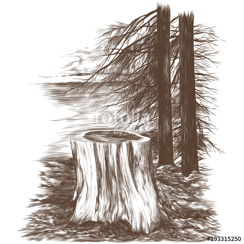 500x500 Big Stump In The Forest Dry Christmas Trees And River In The - Stump Sketch