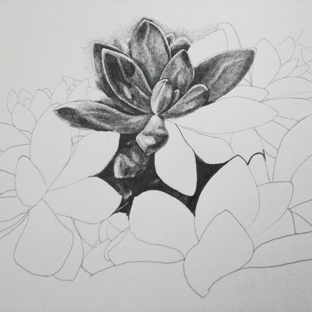 640x640 Succulent Drawing - Succulent Sketch
