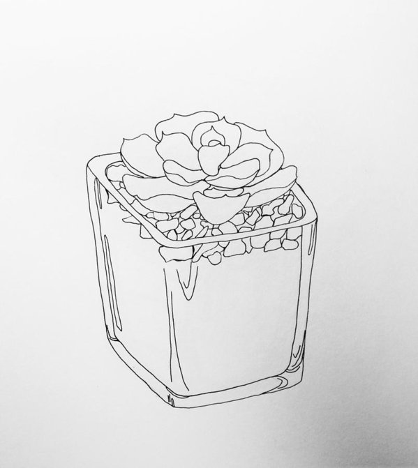 599x671 Succulent Line Drawing Poster By Alyssa Norby - Succulent Sketch