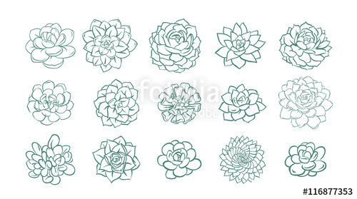500x279 Succulent Illustration Line Sketch Set Stock Image And Royalty - Succulent Sketch