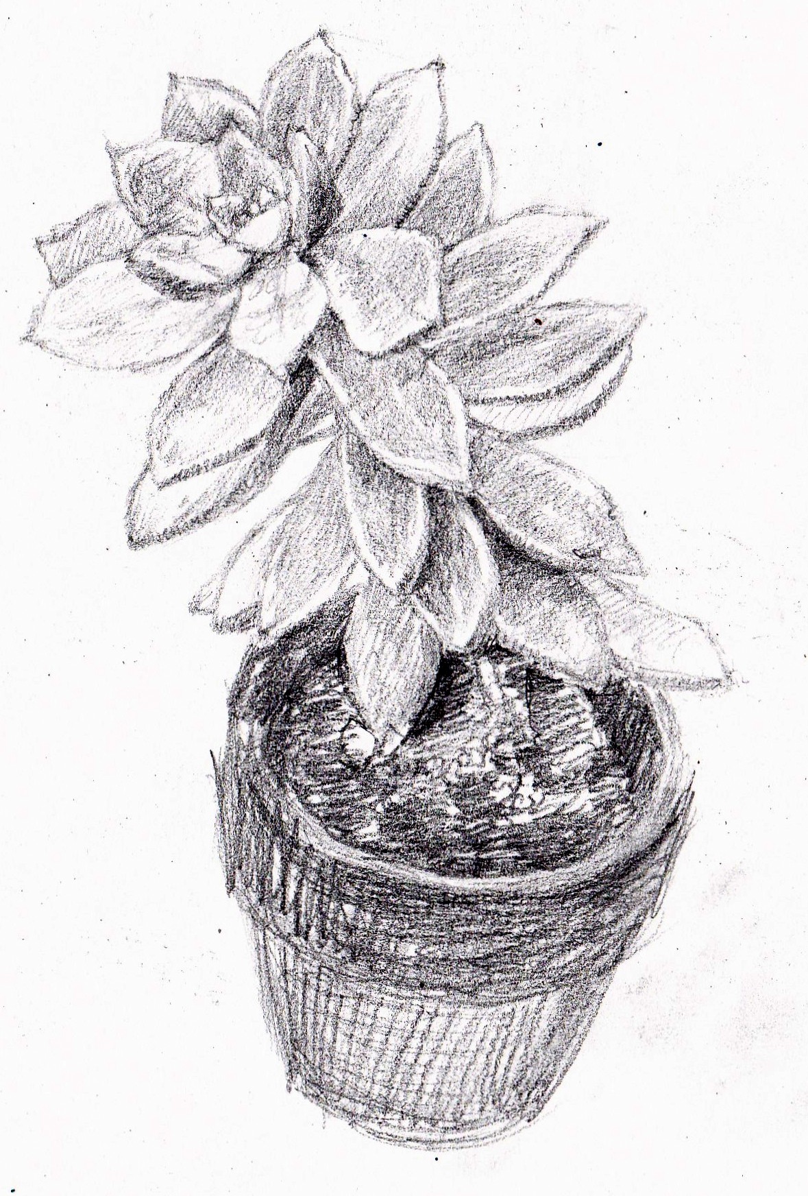 1179x1744 Succulent Sketch - Succulent Sketch