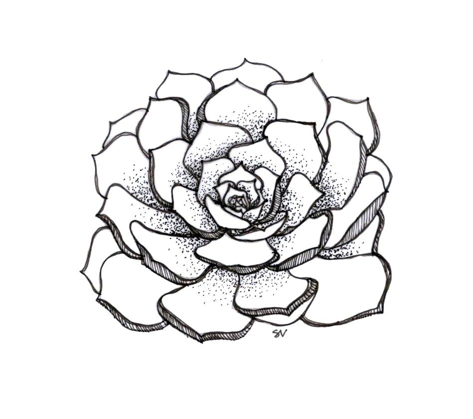 948x840 Succulent Sketch Tutorials Sketches, Drawing Board - Succulent Sketch