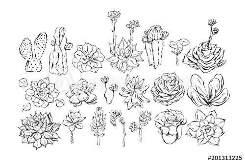 500x334 Hand Drawn Vector Abstract Ink Graphic Brush Textured Sketch - Succulent Sketch