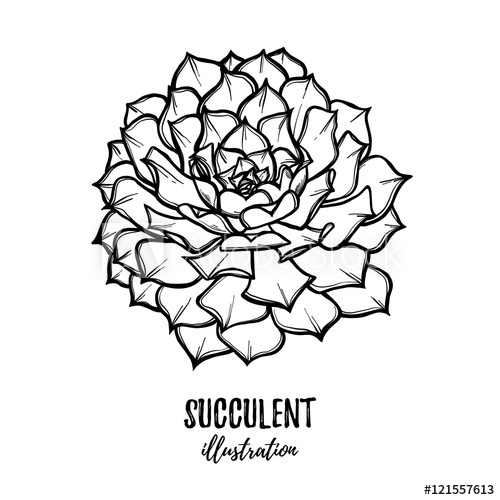 500x500 Hand Drawn Vector Illustration - Succulent Sketch