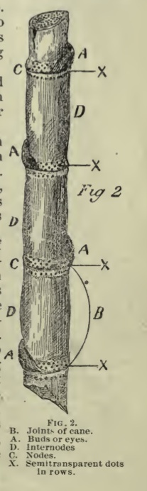 207x692 Danceaturgy Sugar Cane Cane A Responsive Environment Dancework - Sugar Cane Sketch