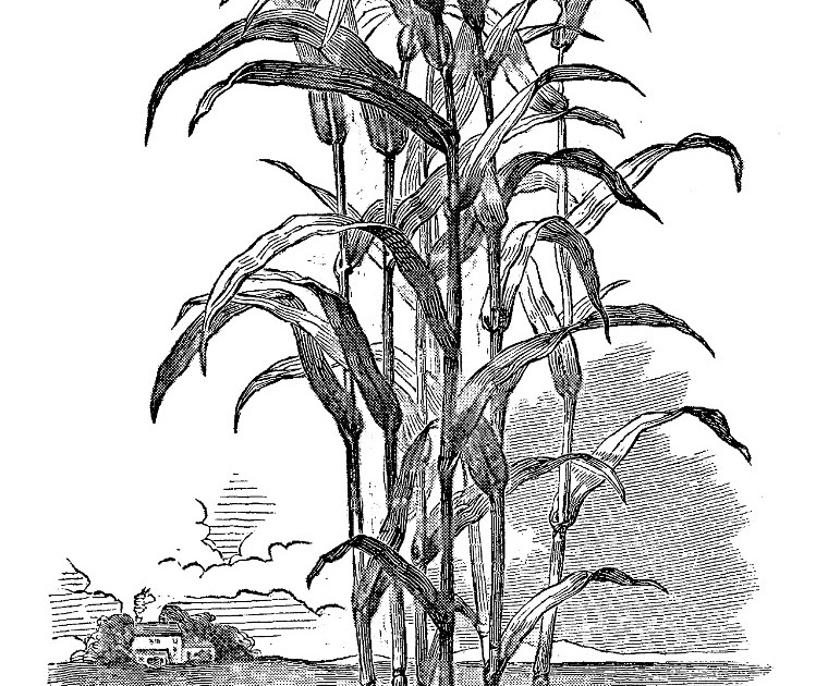 Sugar Cane Sketch at Explore collection of Sugar