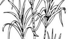 280x158 Sugar Cane Clipart Black And White All About Clipart - Sugar Cane Sketch
