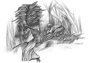 300x212 Sugar Cane Drawings Fine Art America - Sugar Cane Sketch