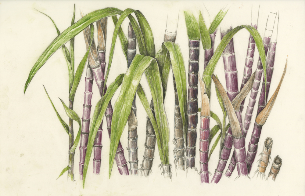 Sugar Cane Sketch at PaintingValley.com | Explore collection of Sugar